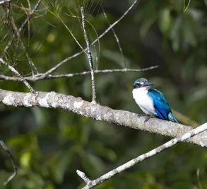 Birding