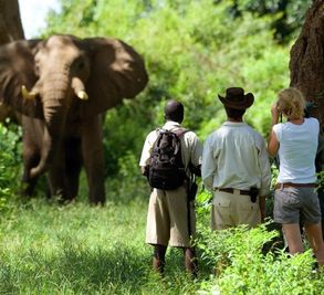 Walking Safari