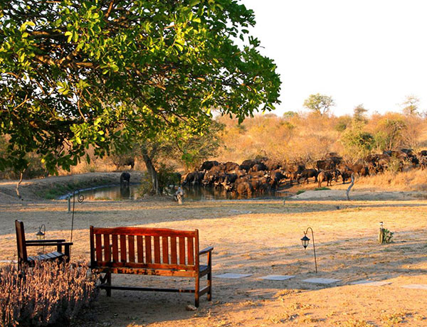 Kambaku Safari Lodge
