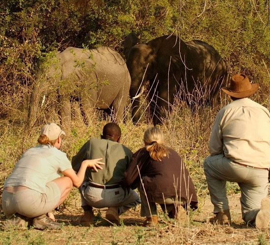 Game Watching From Fibwe Hide
