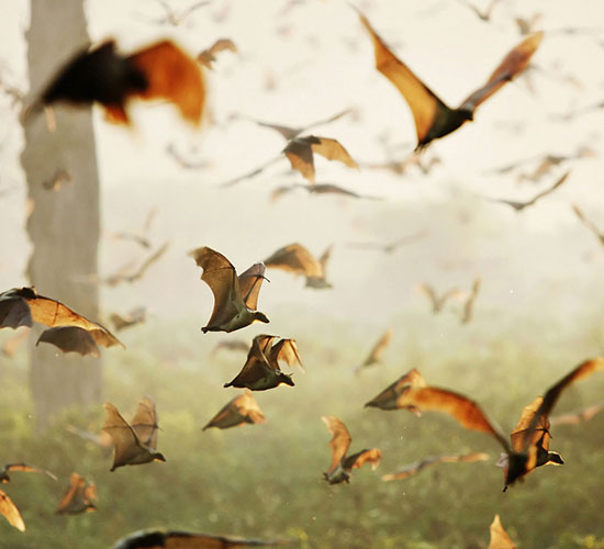 Fruit Bats Kasanka