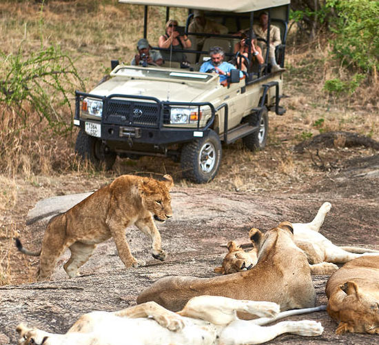 Game Drives