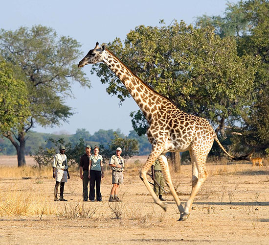 Walking Safaris