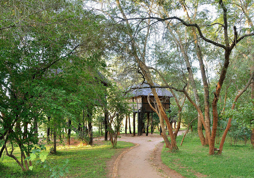 Khulu Ivory