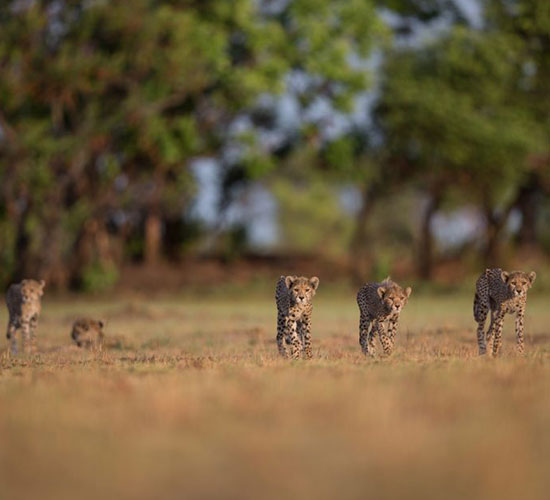 Game Viewing