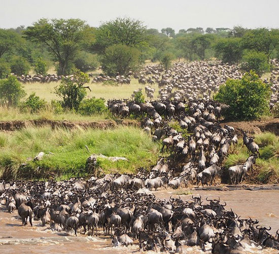 Game Viewing