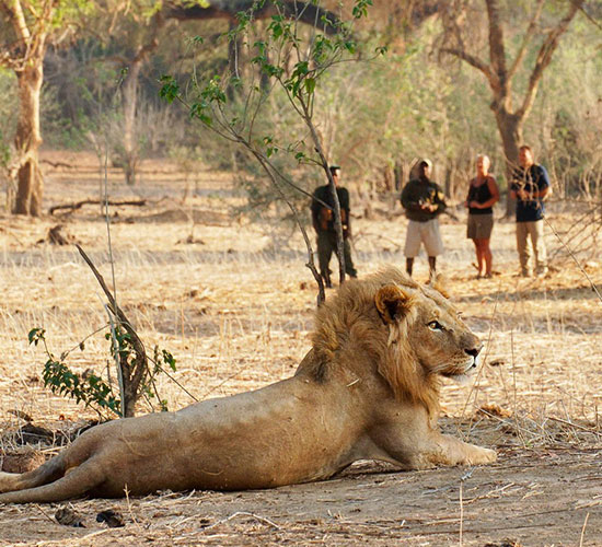 Walking Safaris
