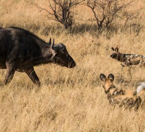 Lusaka National Park