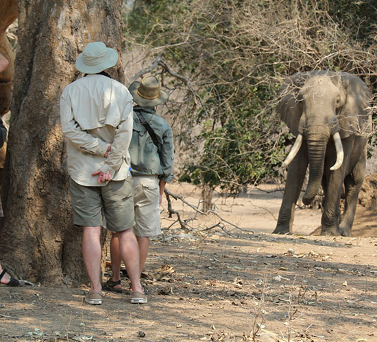Guided Walks