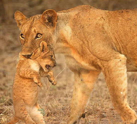 Lion Tracking