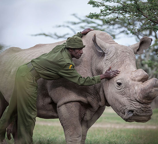 White Rhino Tracking on Foot