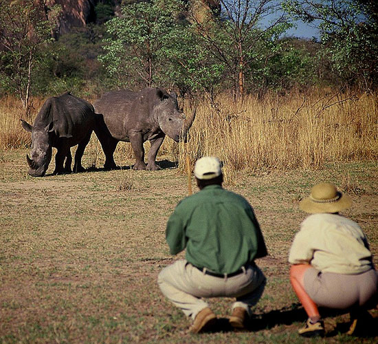 Rhino Trails