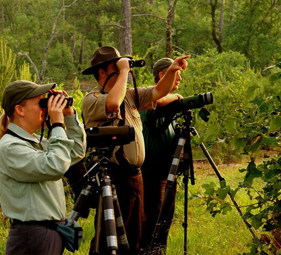 Bird Watching