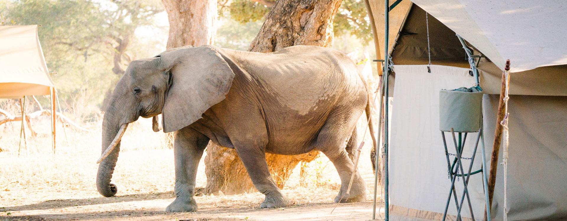Miombo Elephant Camp