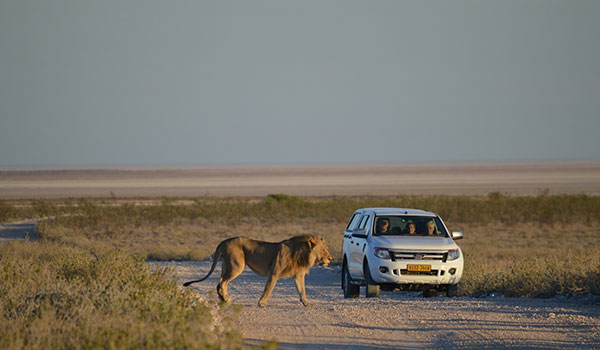 4 Day Etosha Safari Shuttle Tour