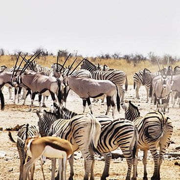 12 Day Exploring Namibia