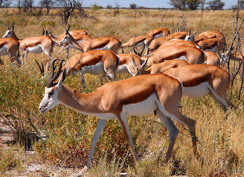 Caprivi
