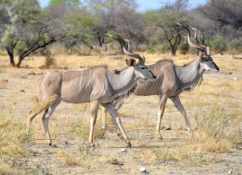 Etosha National Park