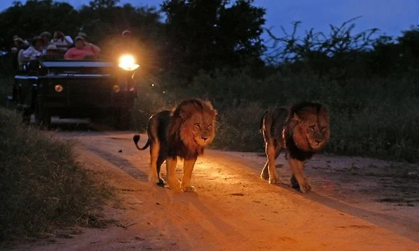 Victoria Falls Night Drive & Dinners
