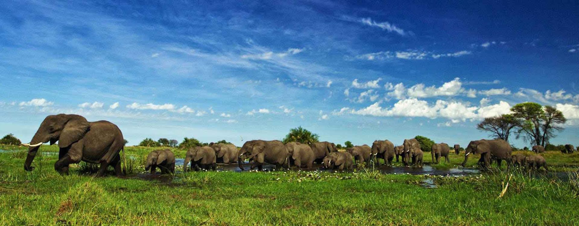 Okavango Delta Wildlife