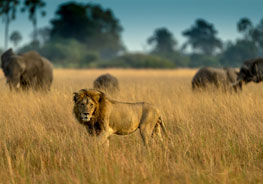 Okavango Delta Wildlife 