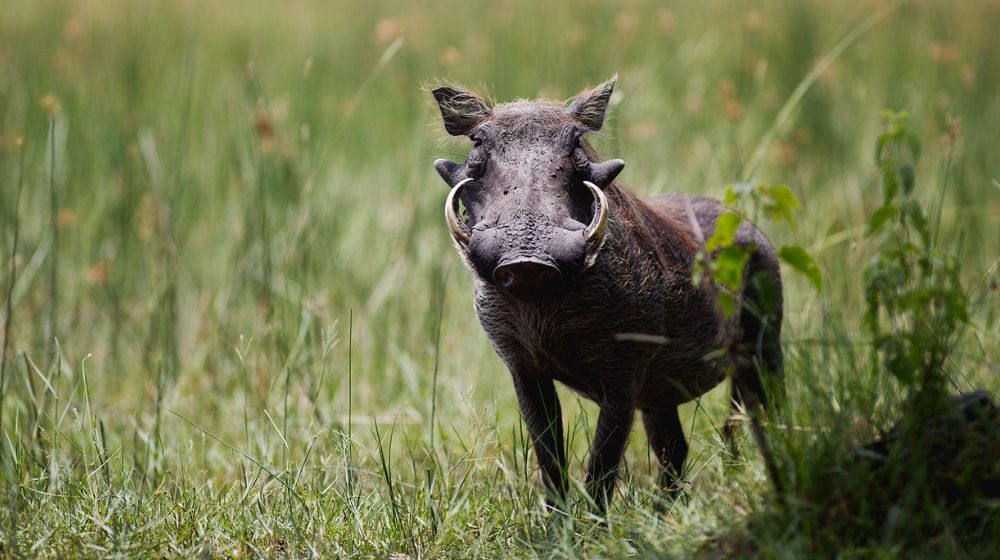 Okavango Delta Wildlife