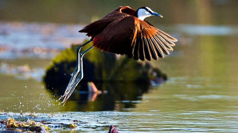 Okavango Delta Wildlife