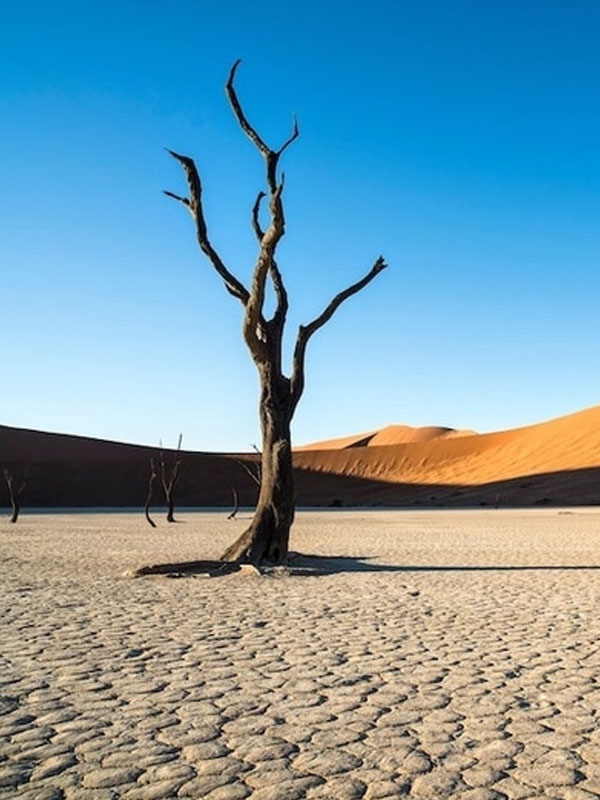 55 Days Best Of Africa North