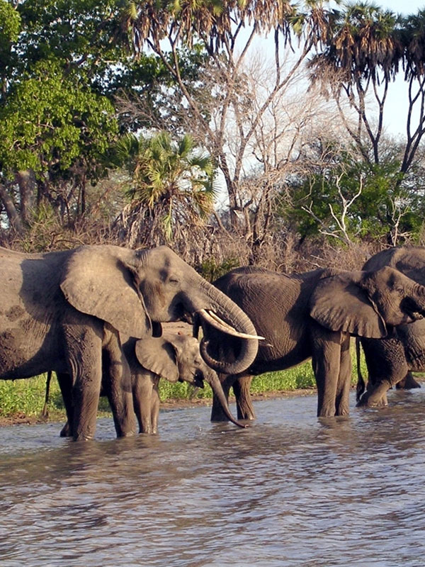 19 Days Wildlife Safari And Tropical Island Discovery