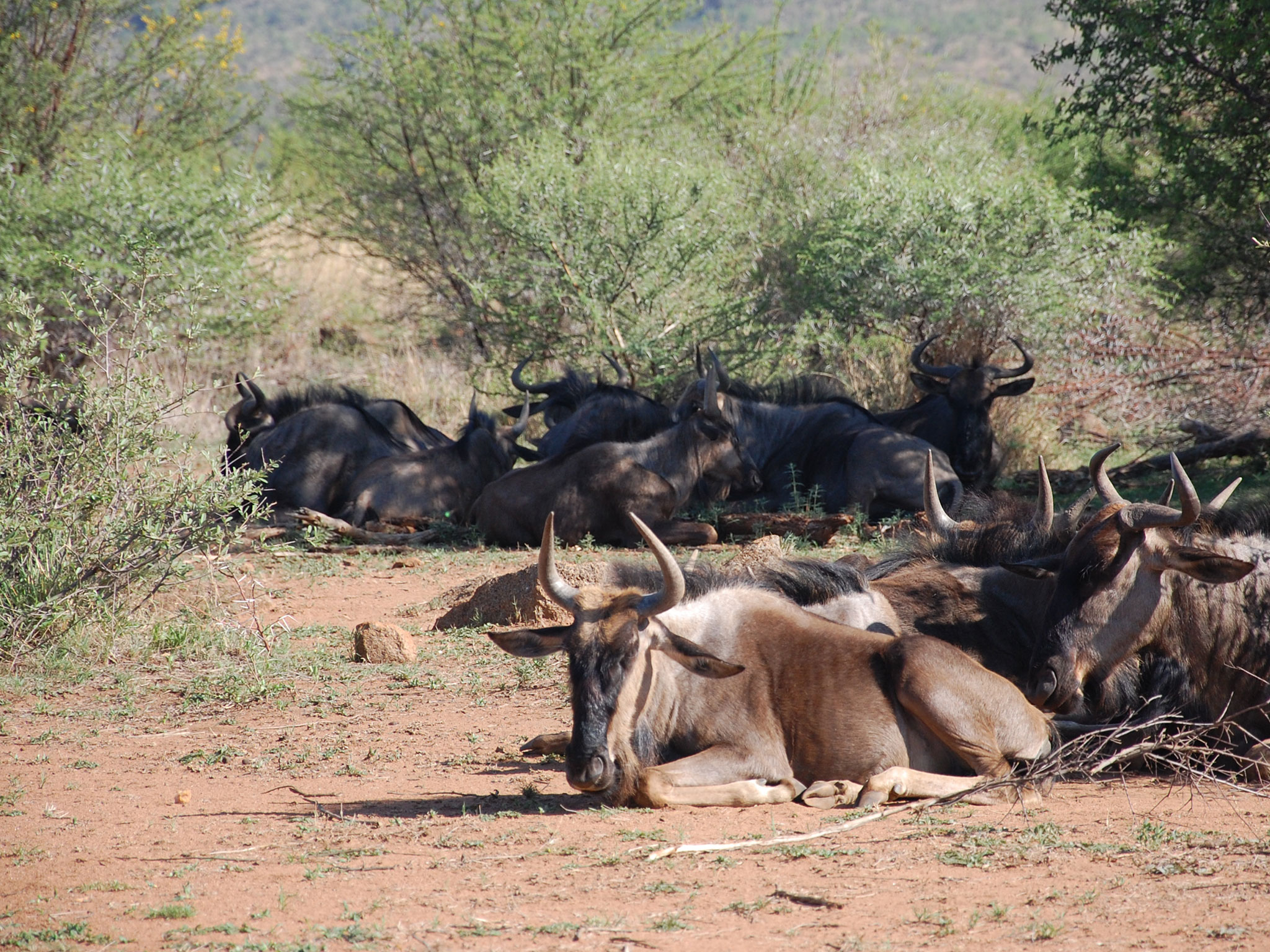 Pilanesberg