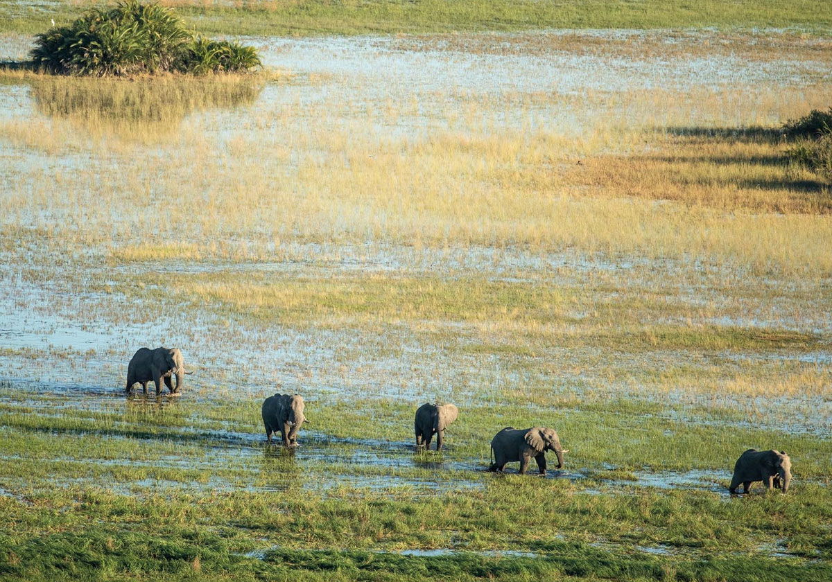 Botswana Wild Life