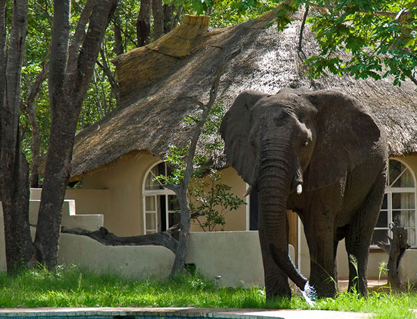 Sable Sands Safari Lodge