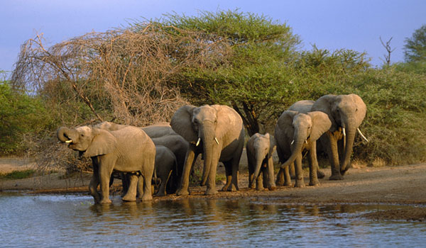 Warm Heart Safari