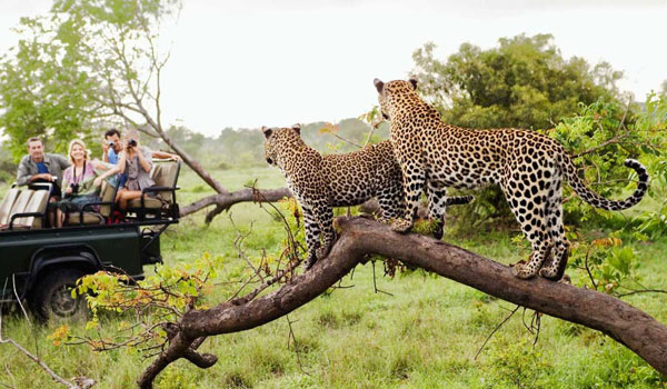 Warm Heart Safari