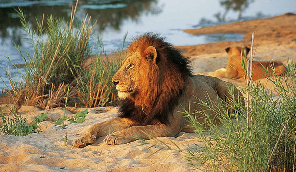 Warm Heart Safari