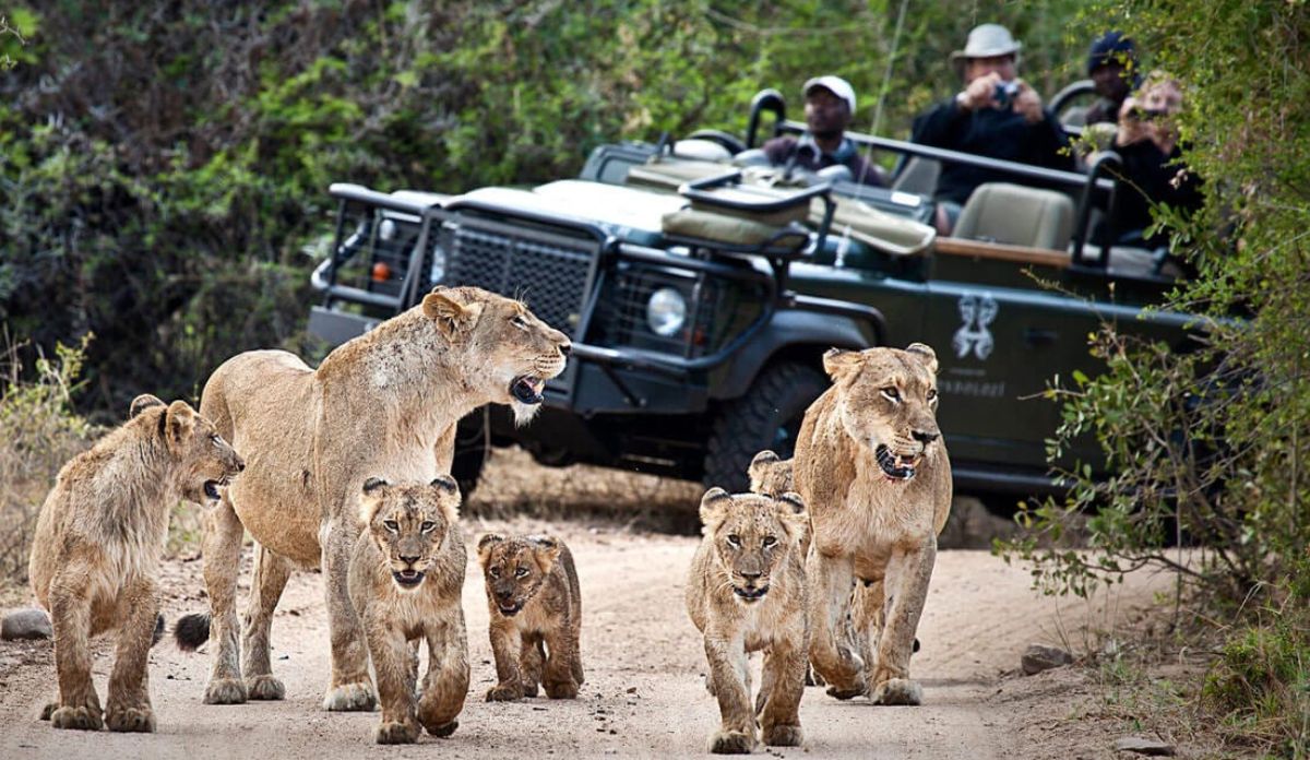 South Africa Safari Cost