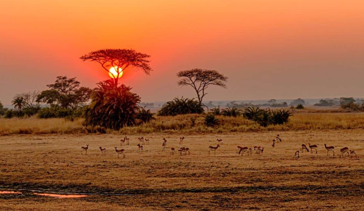 South Africa Safari Cost