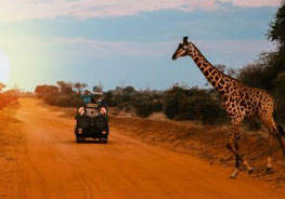 South Africa Safari Cost