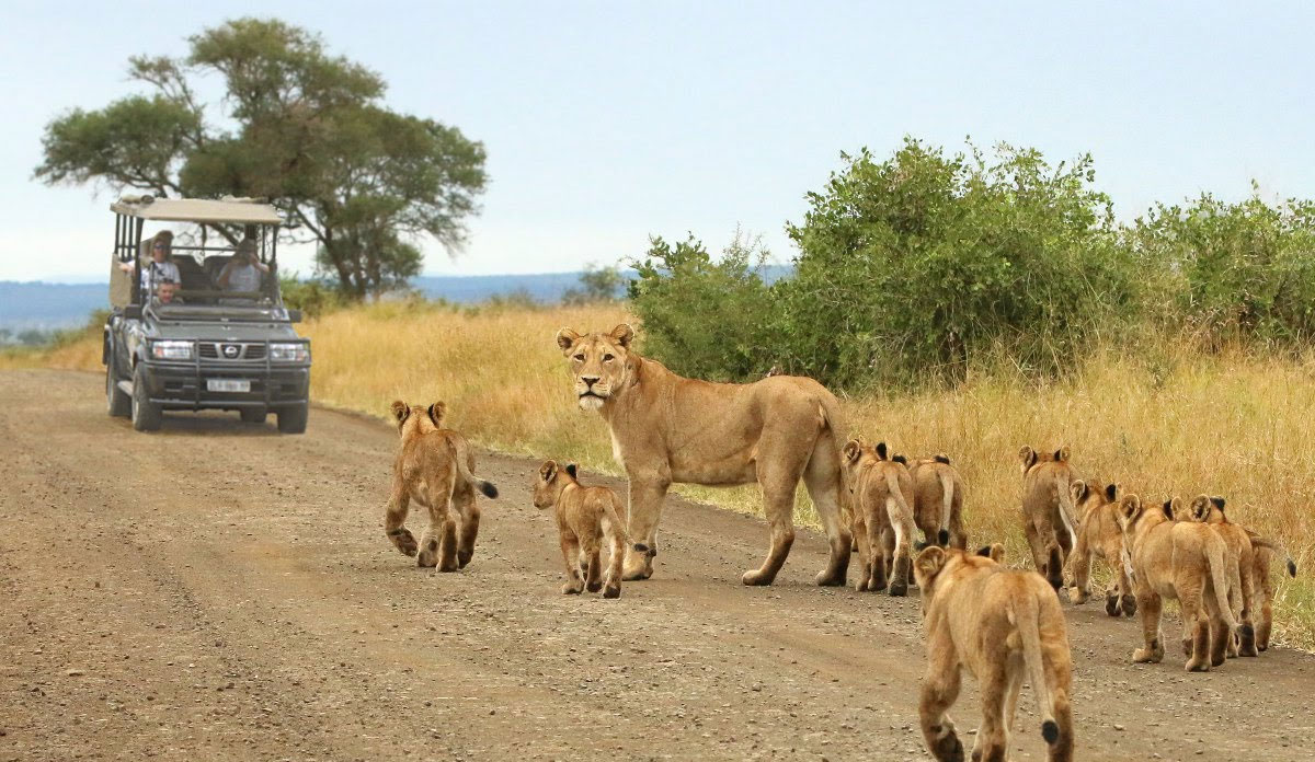 South Africa Safari Packages