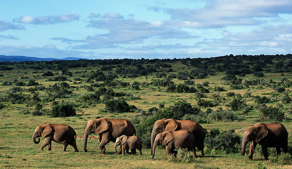 South Africa Safari Packages