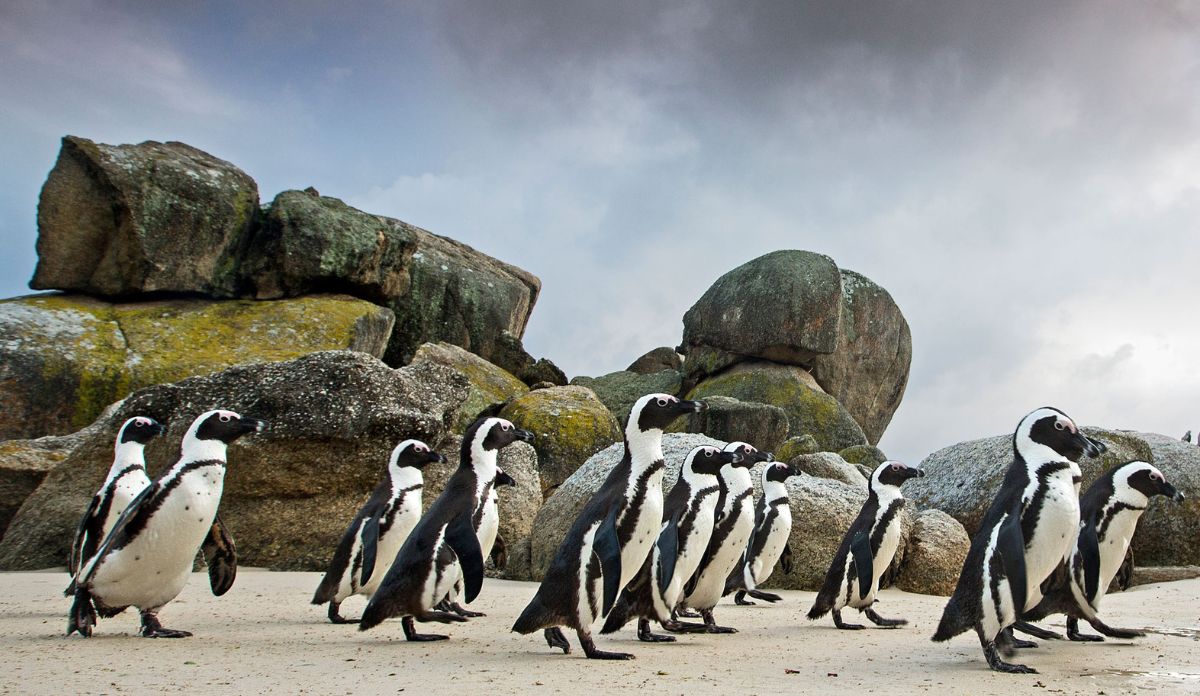 South Africa Wildlife