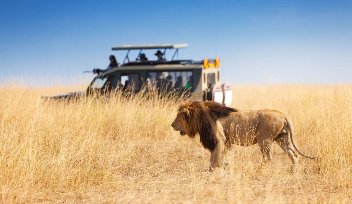 South Africa Wildlife