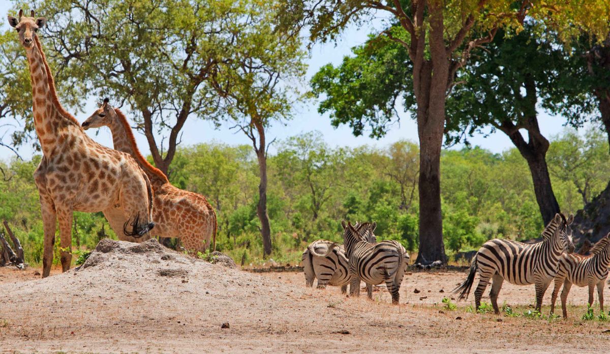 South Africa Wildlife