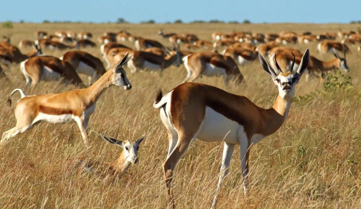 South Africa Wildlife