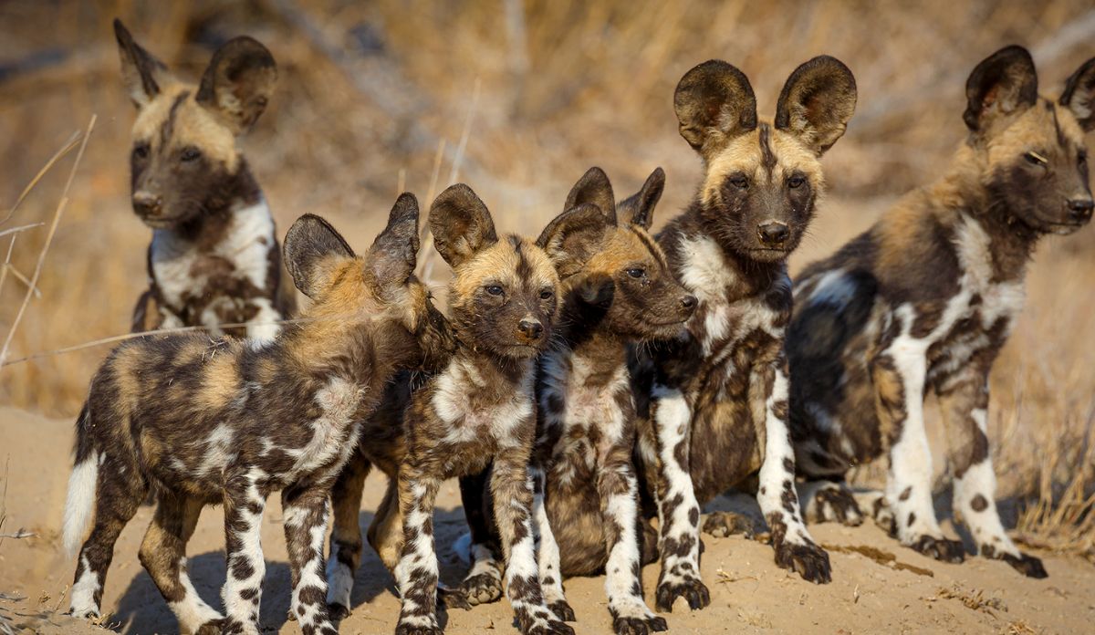 South Africa Wildlife