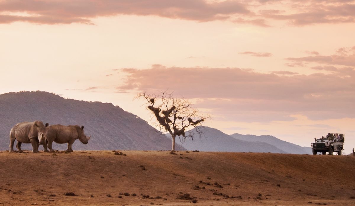 South Africa Wildlife