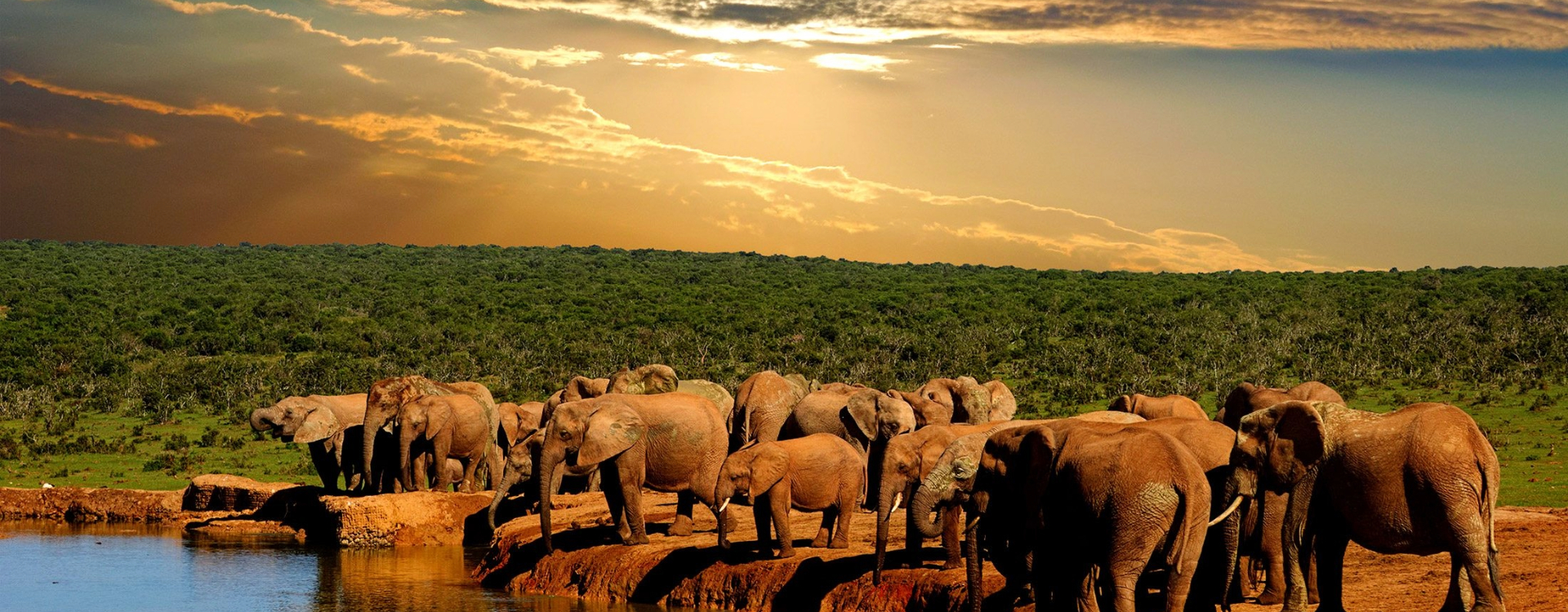 South Africa Wildlife