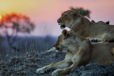 South Africa Wildlife