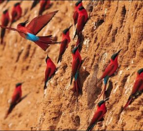 Birding Safari
