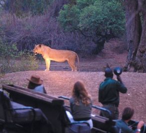 Night Game Drive